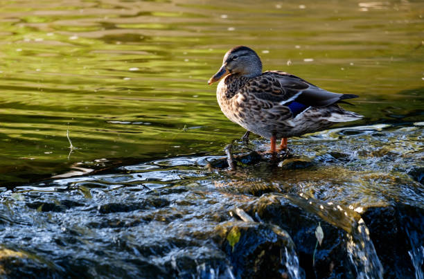 istock Duck on the the pond 1040550030
