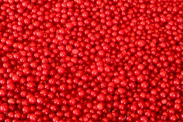 background. ripe juicy red currant berries. the view from the top