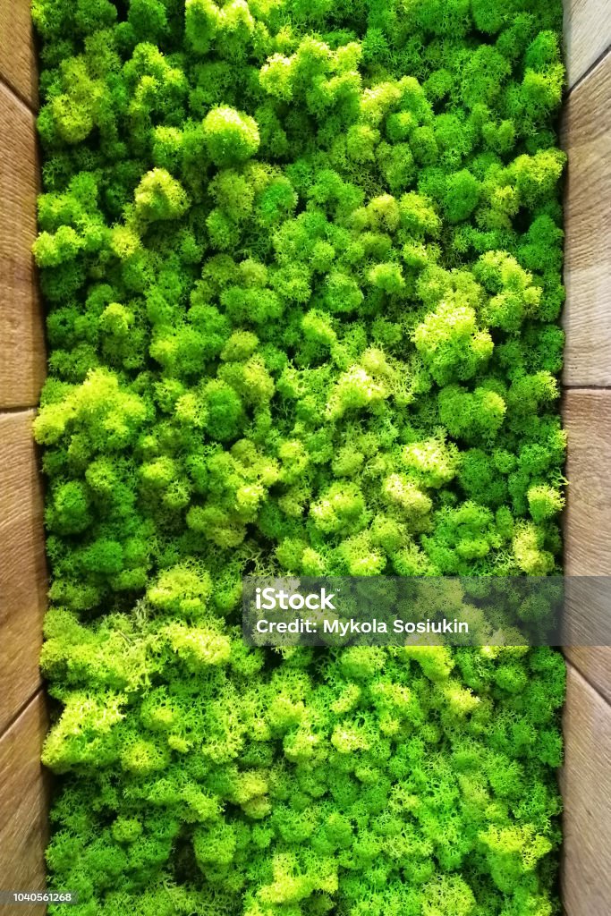 Decorative Moss For Interior Decoration Design Moss Elements Background  Stock Photo - Download Image Now - iStock
