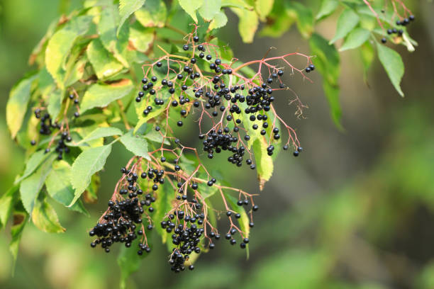 istock forest black berries on a tree in the wild 1040561706