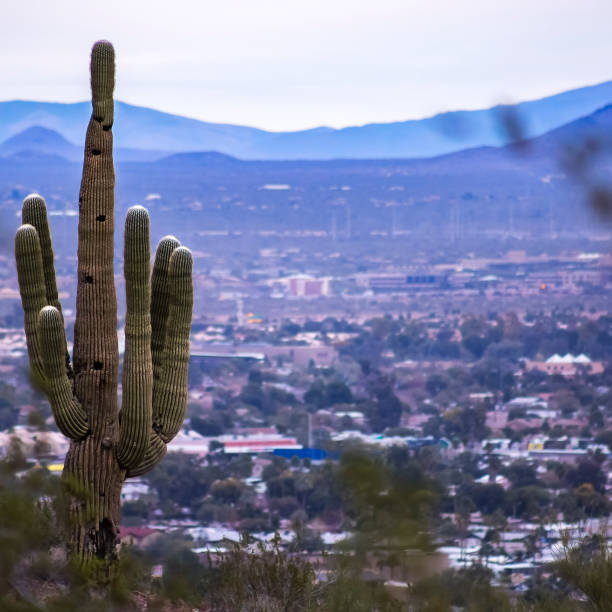 istock Saguaro cactus overlooking the city and mountain 1040562502