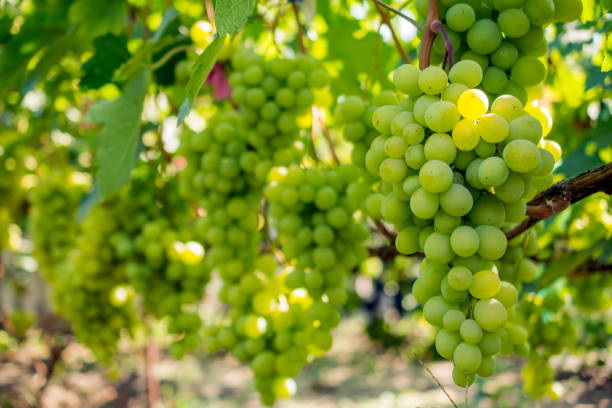 istock bunch of grapes on the vine 1040565670