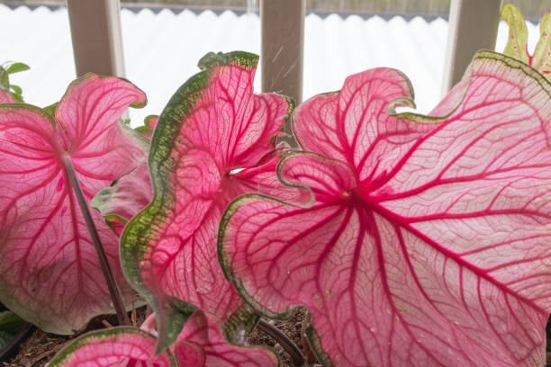 istock Bright pink and green leaves fill the frame. 1040571262