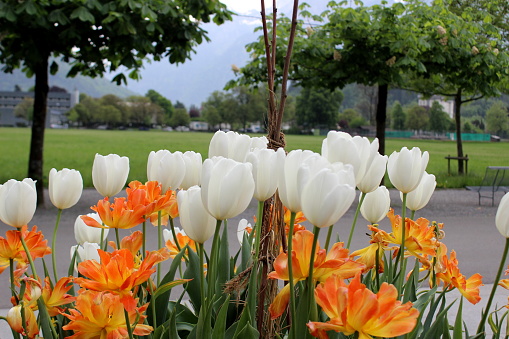 Beautiful White flowers in Interlaken, Switzerland