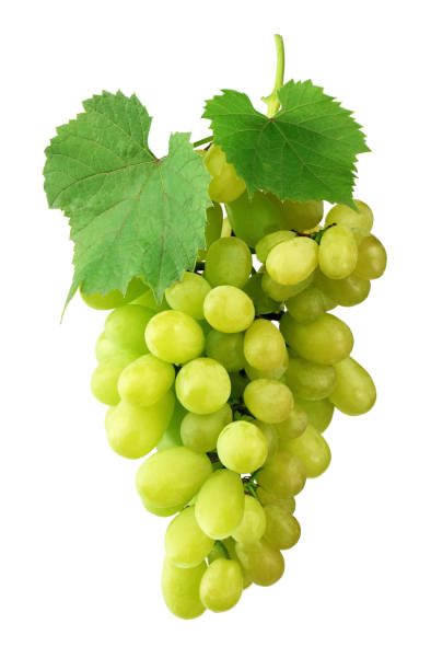istock grapes with fresh leaves. Ripe grapes. Winemaking. Ingredient. 1040571606