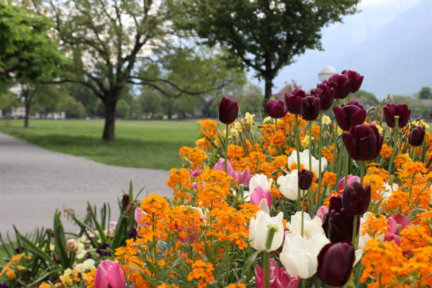 istock Alpine Flowers in Interlaken, Switzerland 1040578448