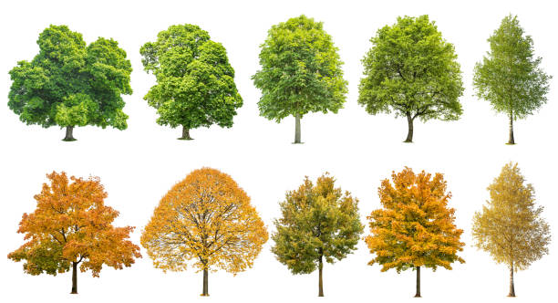 autumn summer trees isolated white background - trees in fall imagens e fotografias de stock