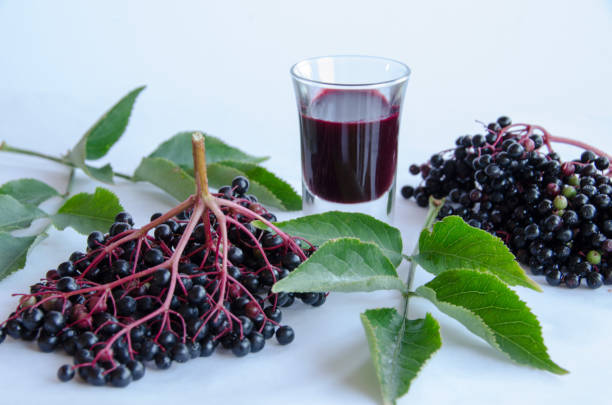 elderberry vinegar - tree isolated maple tree green imagens e fotografias de stock