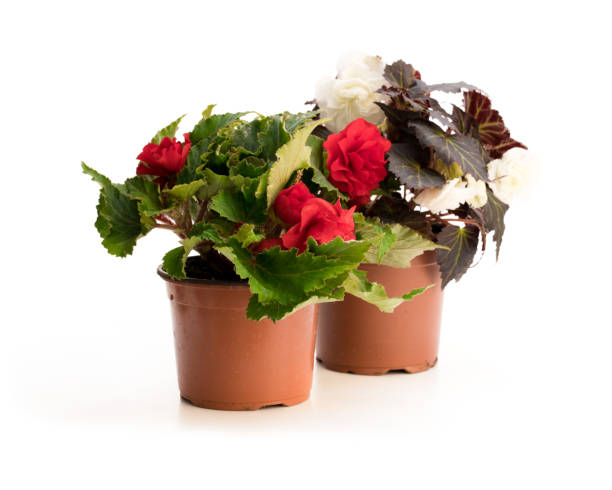 istock Red and  white Begonia plants isolated on white 1040580032