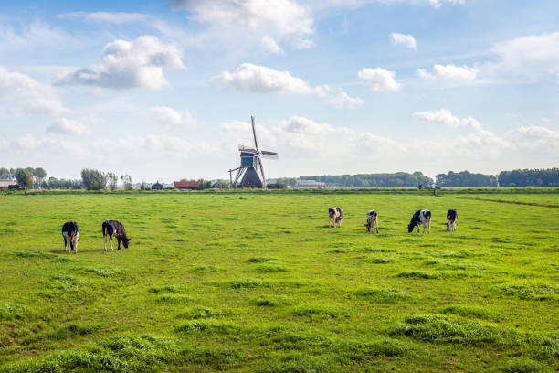 Typical Dutch polder landscape with a grazing cows in the meadow