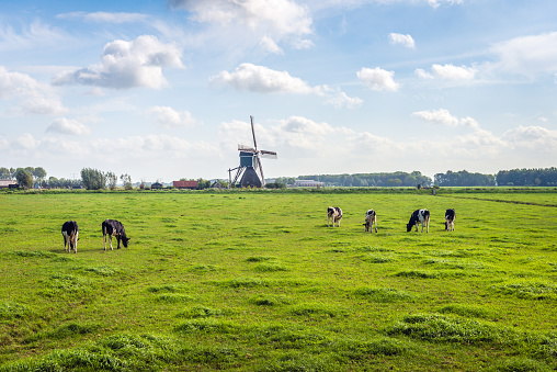 Typical Dutch polder landscape with a grazing cows in the meadow. An old windmill  is in the background. The photo was taken at the end of the summer season in the neighbourhood of Bleskensgraaf.