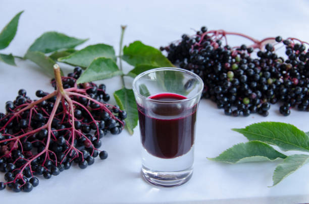 elderberry vinegar - tree isolated maple tree green imagens e fotografias de stock