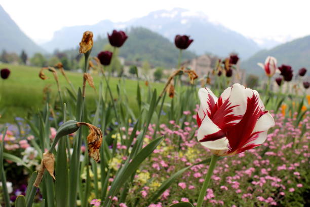 istock Alpine Flowers in Interlaken, Switzerland 1040587554