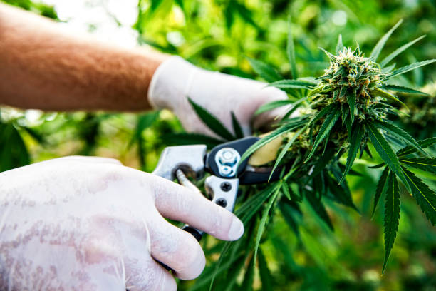 cannabis being harvested on a marijuana farm - magnoliophyta imagens e fotografias de stock