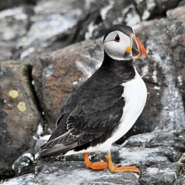 istock A view of a Puffin on Farne Islands 1040591850