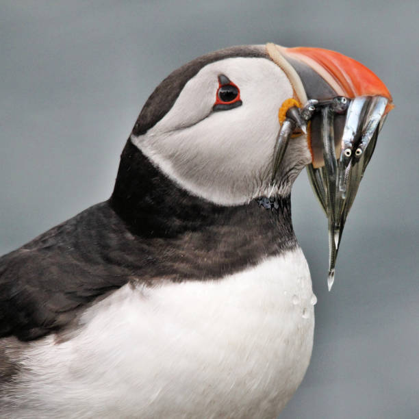 istock A close up of a Puffin on Farne Islands with sand Eels 1040591966