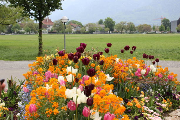istock Alpine Flowers in Interlaken, Switzerland 1040596906