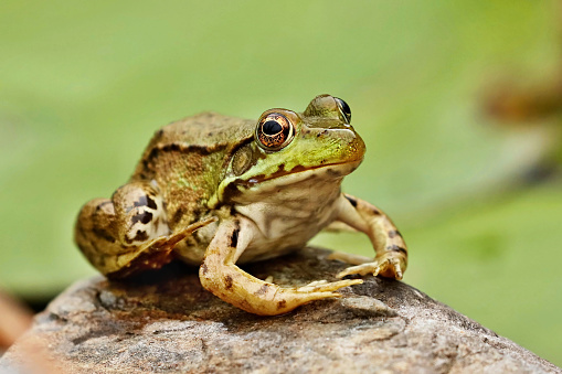 Northern Leopard Frog)rana pipiens)at conservation area in Wisconsin