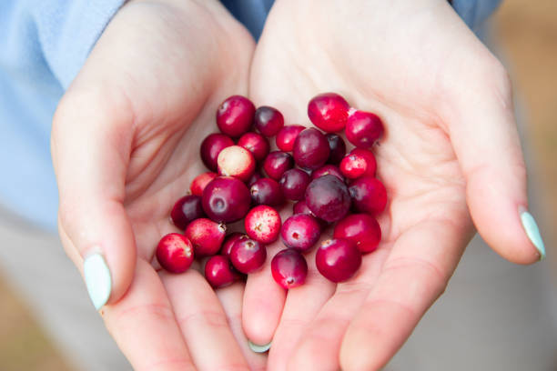 istock Woman hands holding ripe red cranberries 1040604264