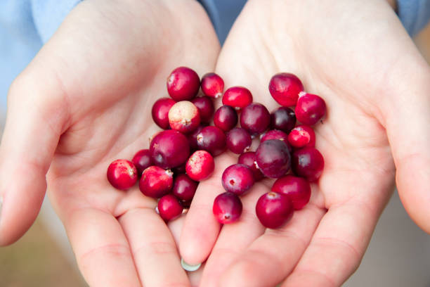 istock Woman hands holding ripe red cranberries 1040604322