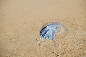 Dead common jellyfish lies on the sandy sea beach (Aurelia aurita)
