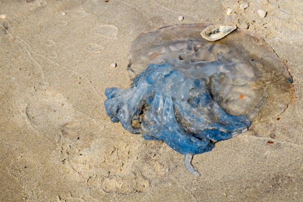 medusas morto comum situa-se na praia arenosa do mar (aurelia aurita) - scyphozoa - fotografias e filmes do acervo