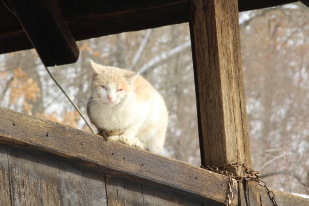 The cat sits on the fence