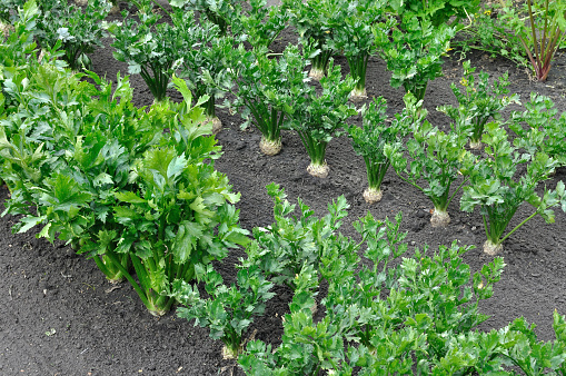 close-up of celery plantation (root and leaf vegetables) and parsnip in the vegetable garden, view from above