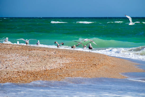 istock Waves beat on the seashore and seagulls take off 1040613466