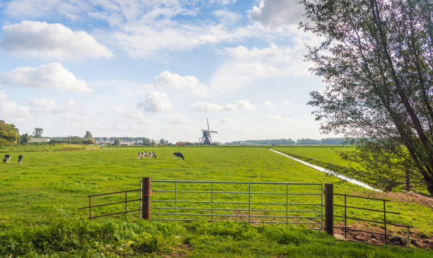 牧草地に放牧牛とオランダの干拓地風景 - netherlands windmill farm farmhouse ストックフォトと画像