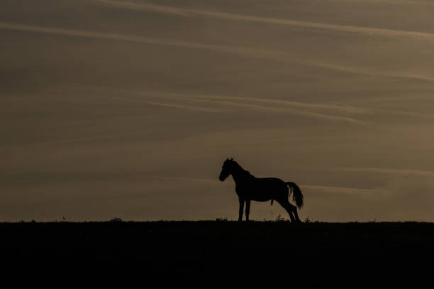 Urinating horse Urinating horse in silhouette at sunset on top of a hll animal penis stock pictures, royalty-free photos & images