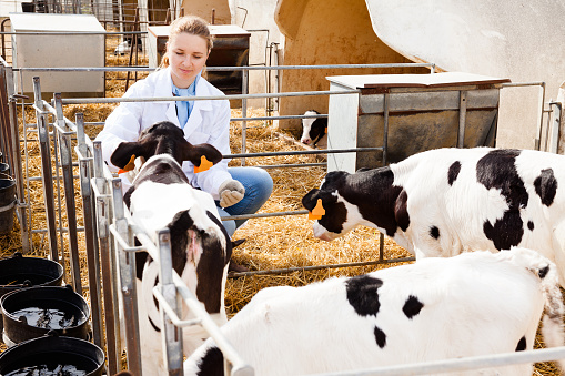 Young smiling female veterinarian inspecting calves in dairy farm