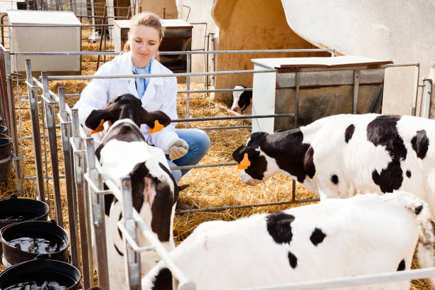 Veterinarian inspecting calves in dairy farm Young smiling female veterinarian inspecting calves in dairy farm herbivorous stock pictures, royalty-free photos & images