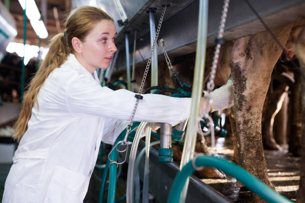 istock Woman working at milking line 1040614150