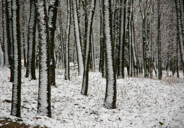 snowy winter landscape in christmas