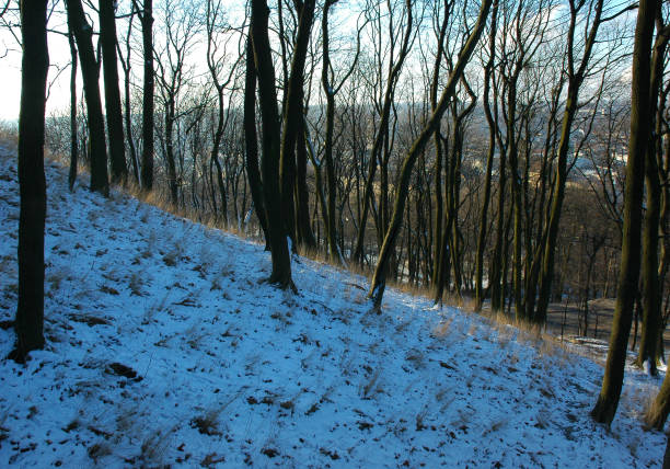 snowy winter landscape in christmas