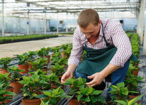 istock Farmer checking quality of Poinsettia 1040629212