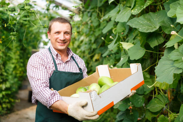 istock Farmer harvesting fresh zucchini 1040629276
