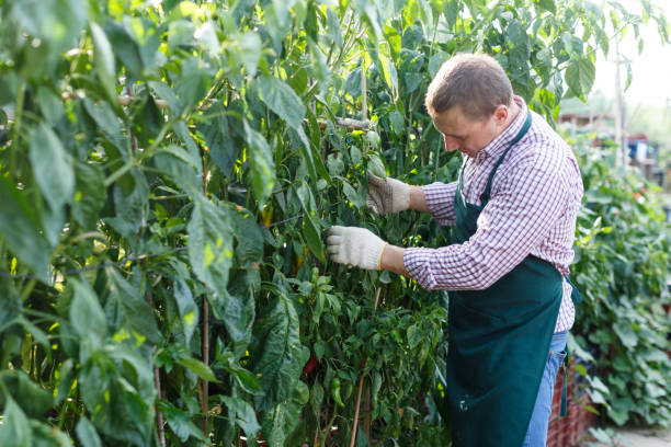istock Farmer supervising growth of pepper 1040629286