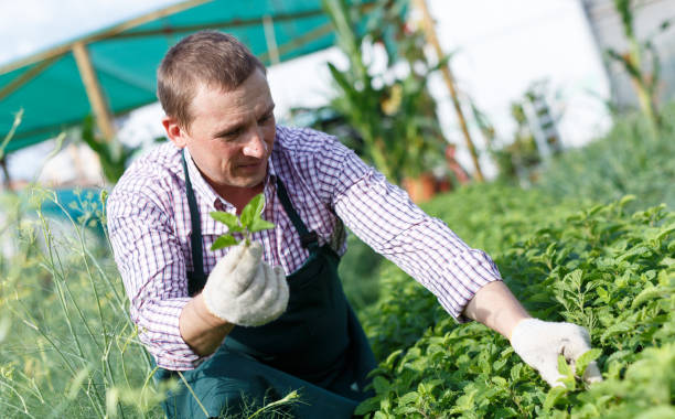 istock Man gardener working with melissa officinalis  in sunny hothouse 1040629316