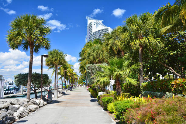 istock Alley among palm trees along the marina 1040629432