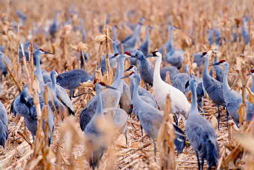 A lone Whooping Crane stands amid a large flock of Sandhill Cranes in a cornfield in New Mexico.