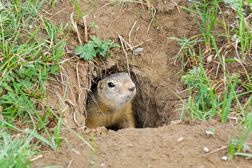 This prairie dog was photographed in late Winter at the Wichita Mountains of Oklahoma. Its fur coat is thick to ward off the Winter chill.