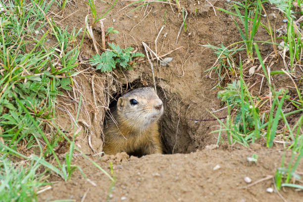 A curious ground squirrel looks out of the hole. A curious ground squirrel (Spermophilus undulatus) looks out of the hole. The valley of the river Chuya, Alta, Siberia, Russiai. altai nature reserve photos stock pictures, royalty-free photos & images