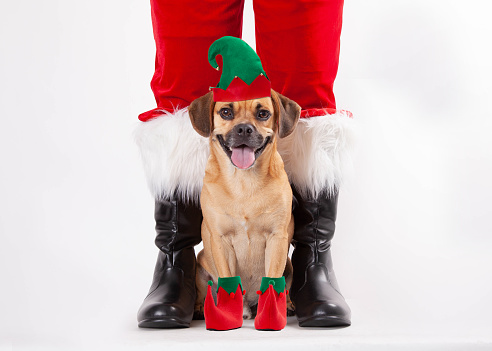 Cute Christmas puppy dressed as an elf sitting with Santa Claus on white background