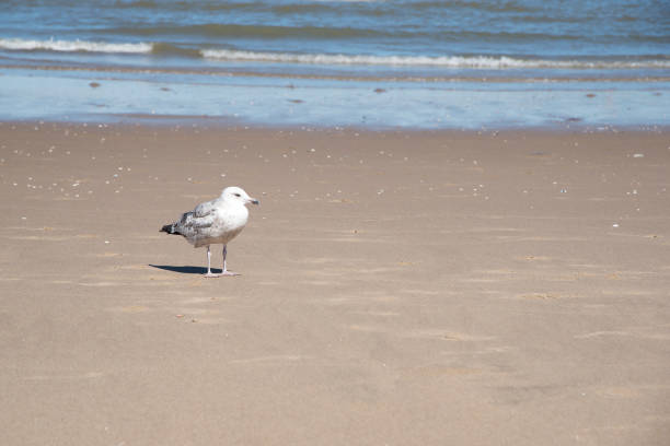 seagull standing on a sandy beach stock photo