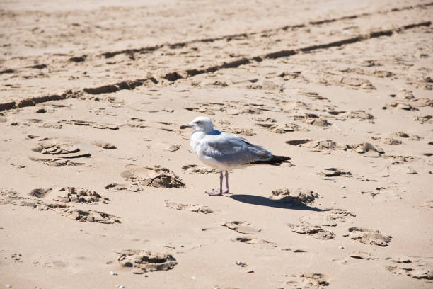 seagull standing on a sand stock photo