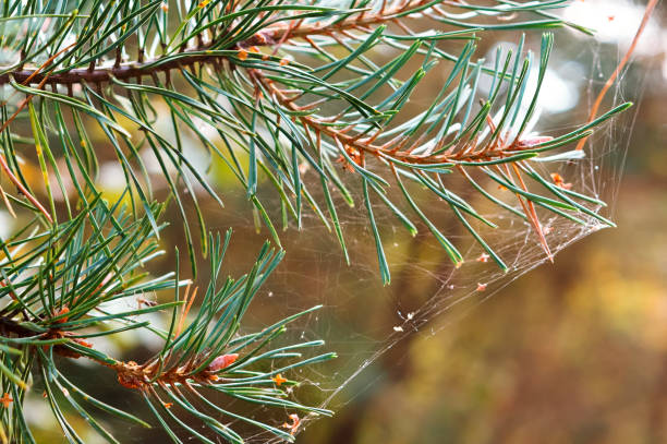 istock a cobweb on trees in September, fir-tree branch in a cobweb 1040647714