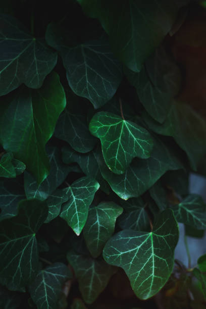 istock Nature background. Ivy leaves close-up 1040651700