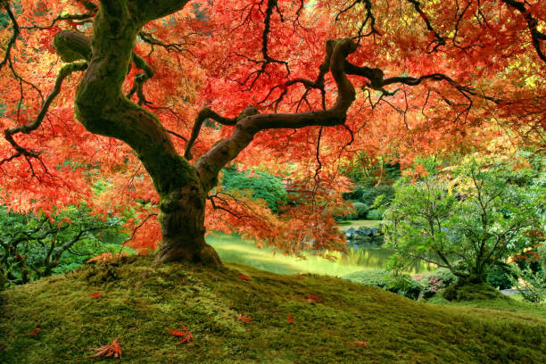 istock Japanese Maple tree in autumn on mossy mound in garden 1040652564